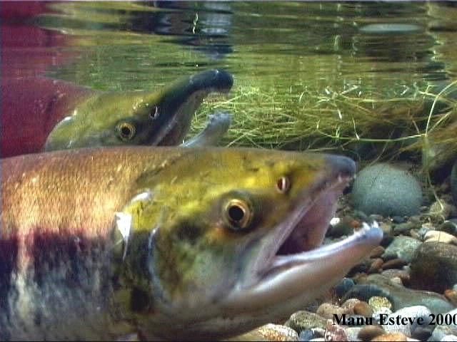 Regional Recovery Plans Salmon Recovery Region Listed ESUs Submittal status of draft state plans Expected status of NOAA plans Lead Lower Columbia Chinook, steelhead, chum, coho, bull Submitted to