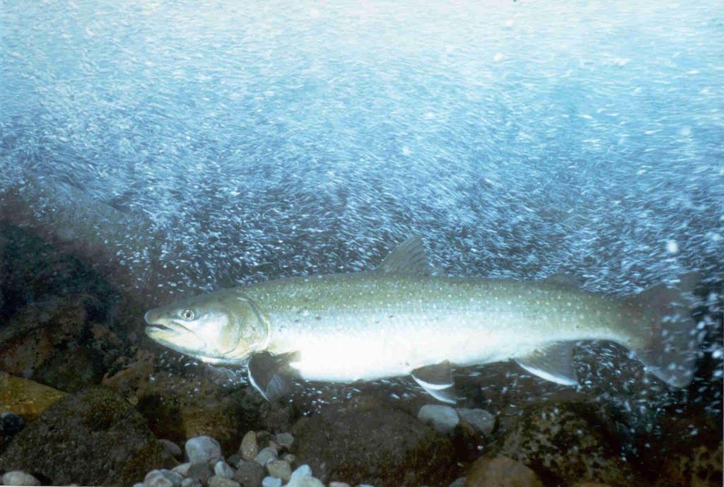 Evaluate Bull Trout Movements in the Tucannon & Lower Snake