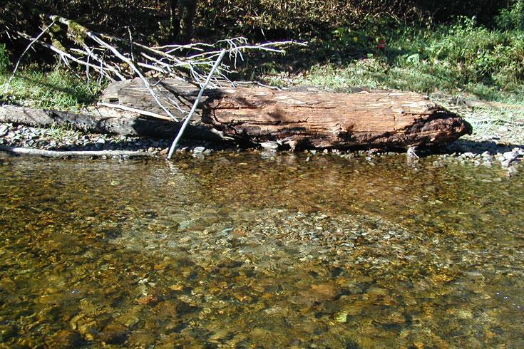 USFWS listed bull trout as threatened in 1998; status reviewed and retained in 2008 Bull Trout Spawning Grounds Cold Water Bull trout