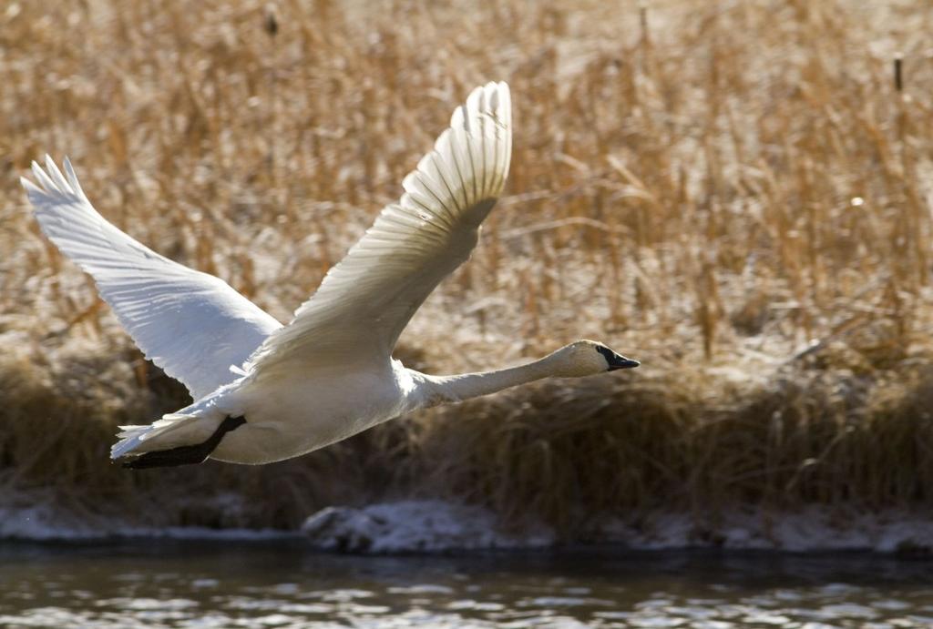 Swans Surveyed Jackson Nongame Biologist Susan Patla completed the trumpeter swan annual fall aerial survey which provides a count of the resident, non-migratory swan population in western Wyoming,