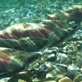 extirpated Coho: reestablished Sockeye: in process of reestablishment Spring