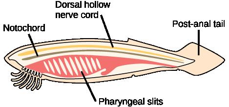 anal tail ([link]). In some groups, some of these are present only during embryonic development.