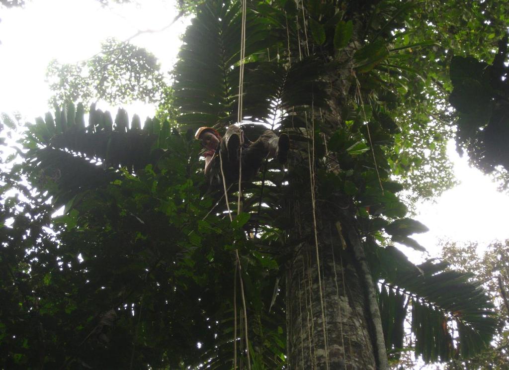 Pilot study on the use of rope canopy access for