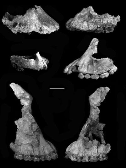 14 W.H. KIMBEL AND L.K. DELEZENE Fig. 7. Snout contours of A. afarensis skulls (Reproduced from Kimbel WH, Rak Y, Johanson DC.