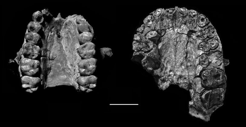 LUCY REDUX 15 Fig. 9. Two palates from the 1990s Hadar collection. Left, A.L. 417-1; right, A.L. 427-1. The uniformly shallow palate of A.L. 427-1 is similar to that of many other Hadar maxillae, while the deeper palate of A.