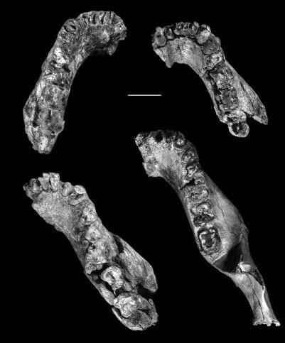 LUCY REDUX 19 Fig. 15. Occlusal views of Hadar mandibles: clockwise from upper left, A.L. 437-1, A.L. 437-2, A.L. 438-1, A.L. 444-2. In the latter jaw, M2 and M3 are displaced laterally.