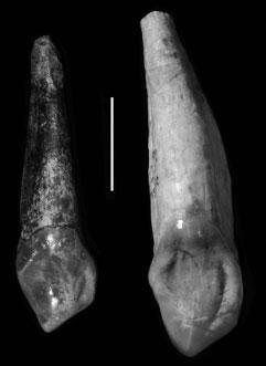 L. 333w-1; D, A.L. 417-1. See text for details. Scale 5 1 cm. Fig. 18. Lingual views of right mandibular canines: A. anamensis, Kanapoi, (left); A. anamensis, Allia Bay, (right); A.
