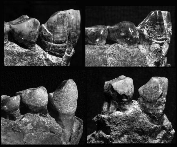 LUCY REDUX 27 Fig. 20. The canine step in mandibles of A. afarensis. Clockwise from upper left: A.L. 822-1, MAK-VP 1/12 (image flipped), A.L. 440-1, A.L. 198-1 (image flipped).