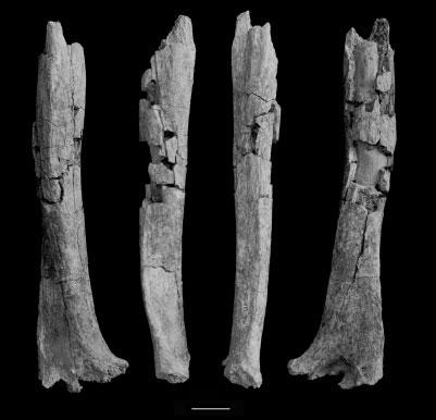 32 W.H. KIMBEL AND L.K. DELEZENE Fig. 21. The A. afarensis humerus A.L. 137-50. Scale 5 2cm.