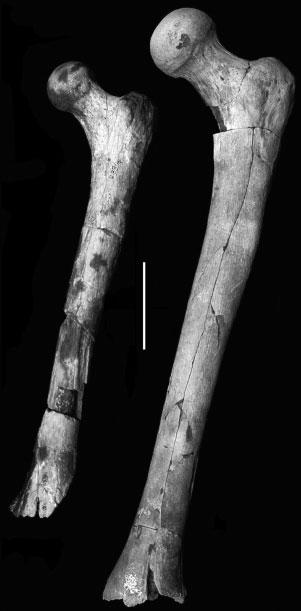 34 W.H. KIMBEL AND L.K. DELEZENE Fig. 24. Variation in A. afarensis proximal femoral size: A.L. 333-3 (left), A.L. 152-2 (center), A.L. 288-1 (right). Scale 5 2 cm. Fig. 23.