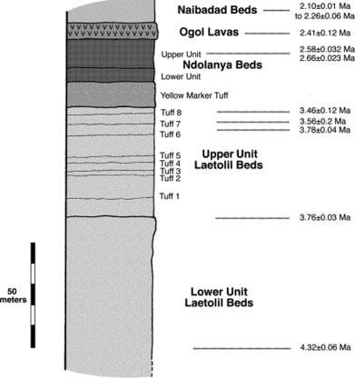 LUCY REDUX 9 Fig. 4. Stratigraphic section of the Laetolil Beds (after Su and Harrison, 2007). Fig. 5.