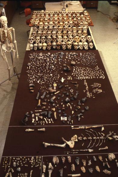 333 sample occupies the largest area at the center between Lucy and Hamann-Todd collection chimpanzee skulls; casts of the Laetoli hominins are at lower left.