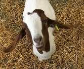 A tidy entry of goats saw a top call of 58 for a purebred Boer Billy in from Messrs Seery of Hatherleigh followed by 6 pens of