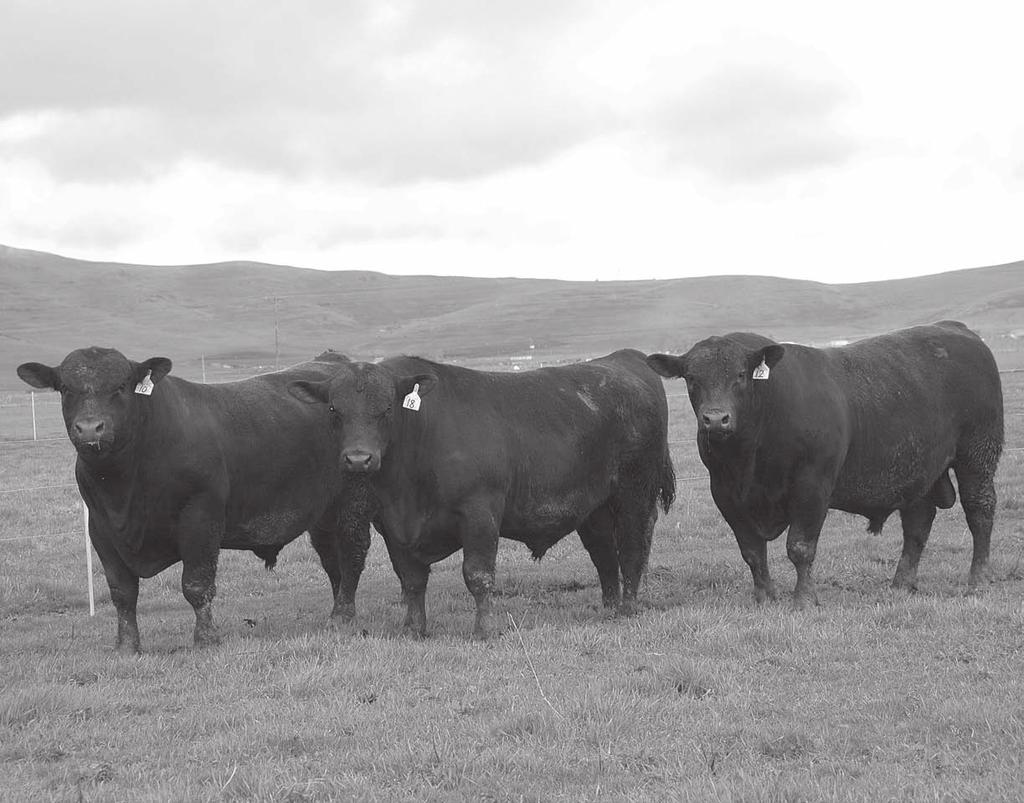 MST Missoula Livestock Exchange Missoula, MT Featuring Sons of OCC Emblazon 854E - (Selling 37 Sons and 35