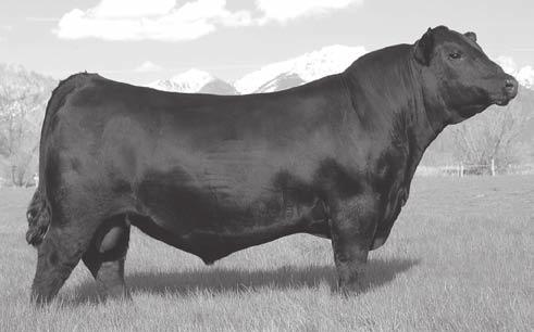 Coleman Donna 714 - Dam of Lots 93 and 106, also dam of Coleman Regis who topped our sale last year and now is a featured sire at Select Sires Inc.
