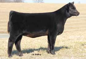 THE GATHERING Sale Report The 2017 Gathering at Shoal Creek Production Sale was held Saturday, April 1st at the sale facility of Shoal Creek Land and Cattle near Excelsior Springs, MO.