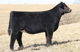 Robins Kiss YS51 Bull Buyer: Curtis Cattle Company, Paw Paw, MI FBFS Wheel Man