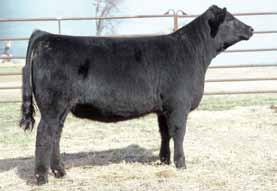 36 SC Lizzy C101 $4,250 28 Aces D Leigh D284 $4,000 W/C Wide Track 694Y x SC Lizzy C101 Bred to TNGL Grand Fortune Z467 Buyer: RCC Cattle, Kearney, MO CH Byergo Weigh Out 401 x Vermeers Bobbie 406B