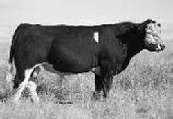 25 HELB 90262 3/1/09 3/4 Angus 1/4 Simmy Polled BW 84 Adj WW 675 Sire: Spotlight Dam: Ideal 889 x Ideal 2292 (PB Angus) Lot 25 is the full brother to our high seller in last year s sale.