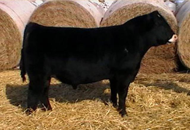 Yearling Bulls 1 HELB 9P107 2/14/09 5/8 Ang 1/4 Maine 1/8 Simmy Polled BW 83 Adj WW 775 Sire: Mytty In Focus Dam: Ali x Meyer Angus This bull has been a favorite of ours since