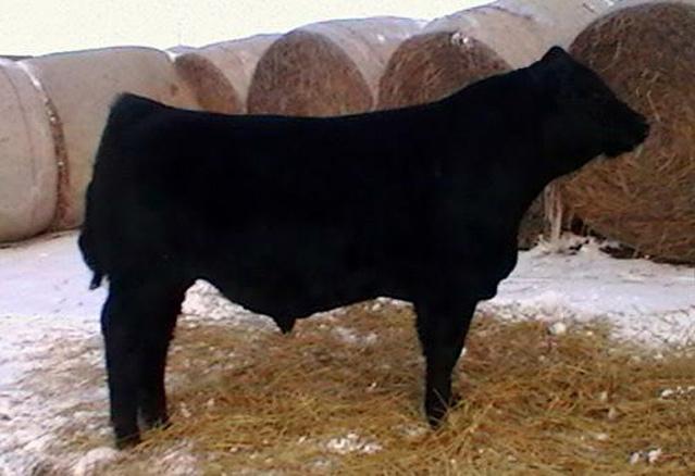 Use him on heifers or turn him out to make those deep bodied soggy females. Place Lot 1 at the top of your list come sale day.