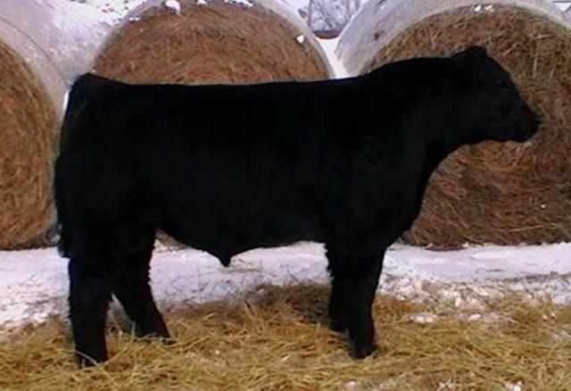 4 PILK 81 Power Pack 3/10/09 3/4 Ang 1/4 Simmy Horned BW 83 Adj WW 710 Sire: Copy Right - Angus Dam: #381 Meyer Sim/Angus If you need to add frame and pounds to a calf crop buy this bull.