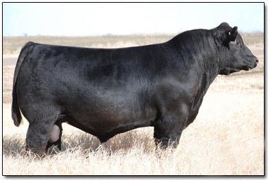 DUFF Copy Right 6692 - Sire of Lots 3 & 4 5 HELB 9642 3/25/09 Purebred Angus Polled BW 83 Adj WW 780 Sire: S A Right Time 575 Dam: Precision E161 x Bando 598 6 PILK 63 Data Base 3/12/09 3/4 Angus 1/4