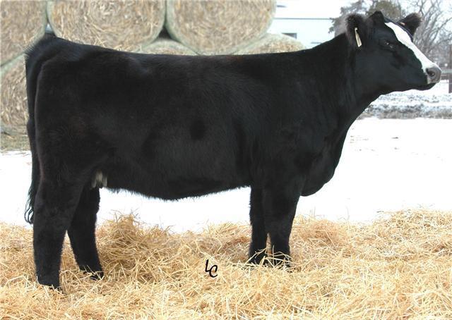 10 HELB 200 ET 2/24/09 3/4 Chiangus 1/4 Simmy Polled BW 85 Adj WW 720 Sire: Exar Lutton 1831 Dam: H2 (Meyer 734 x Hairietta) Lot 10 is a true sale feature! This bull has been a stand out since birth.