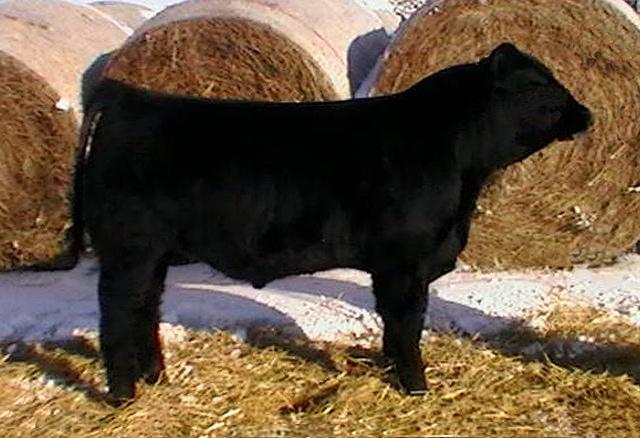 21 HELB 9333 2/22/09 15/16 Angus 1/16 Chimaine Scurred BW 88 Adj WW 669 Sire: Who Made Who Dam: Maine Angus Another Who Made Who prospect.