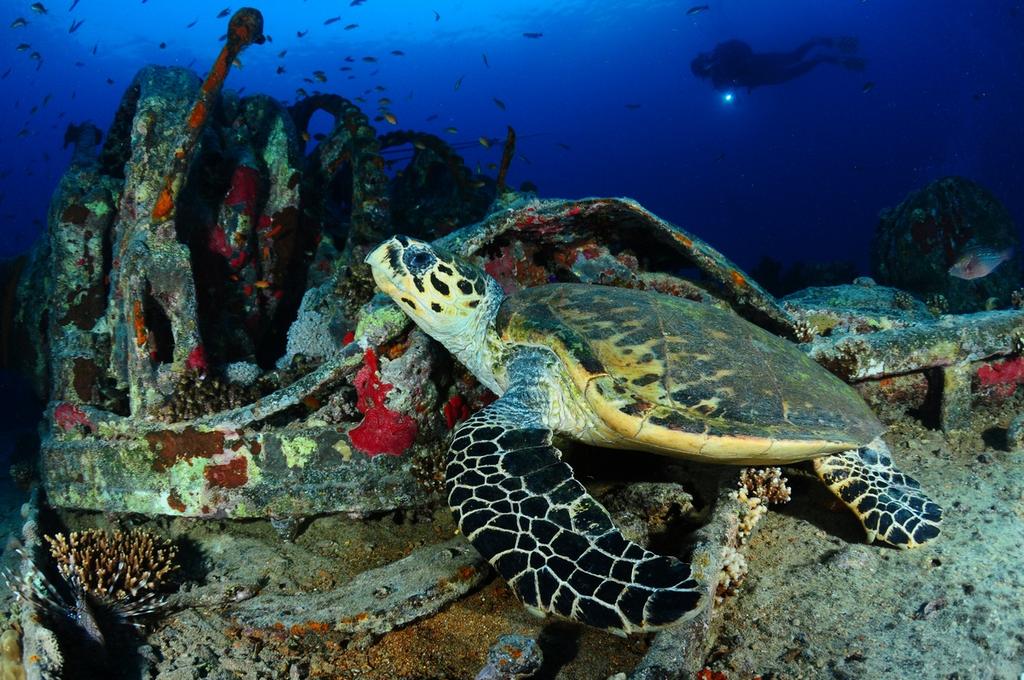 Wrecks & Reefs This cruise has something for everyone. Starting from Hurghada and sailing north offers a perfect combination of reef diving and wreck diving.