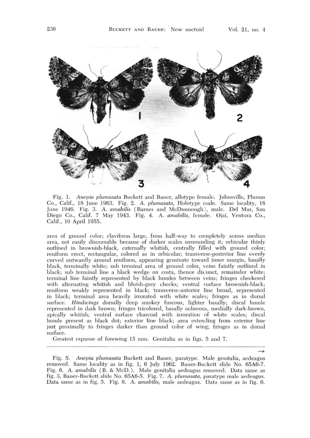 236 BUCKETT AND BAUER: New noctuid Vol. 21, no. 4 Fig. 1. Anepia plllrnasata Buckett and Bauer, allotype female. Johnsville, Plumas Co., Calif., 18 June 1963. Fig. 2. A. plllmasata, Holotype male.