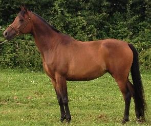 Lot 17. GL DESTINY S ANGEL 8 year old, 15hh, Pure Arab Bay Mare. Registered, Passported and breed entered AHS. Dam of Chestnut, flaxen maned colt. Easy breeder, good mother.