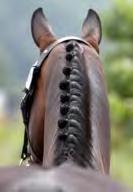 breastplate is not permitted in USEF High Performance