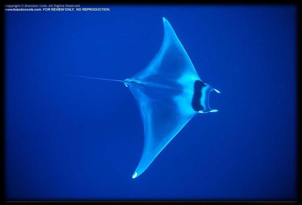 Mobula spp Mobula Rays Sea Save Foundation Recommends: that Parties Adopt this Proposal Paraphrased summary of the original proposal submitted by The Government of Fiji.