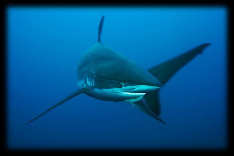 Carcharhinus falciformis (Silky Sharks) Sea Save Foundation Recommends: that Parties Adopt this Proposal Paraphrased summary of the original proposal submitted by The Republic of the Maldives.