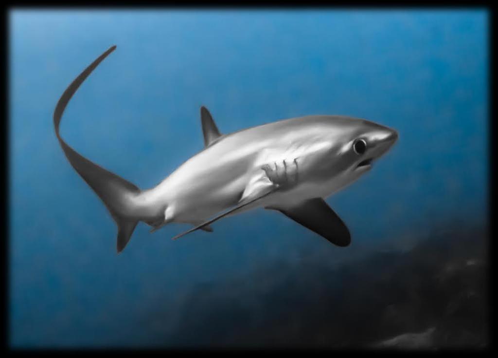 Alopias spp. (Thresher Sharks) Sea Save Foundation Recommends: that Parties Adopt this Proposal Paraphrased summary of the original proposal submitted by The Government of Sri Lanka.