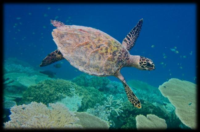 and green turtles, big Napoleon wrasse, Grey reef, White Tip and black Tip reef sharks, Pelagic fishes Dive