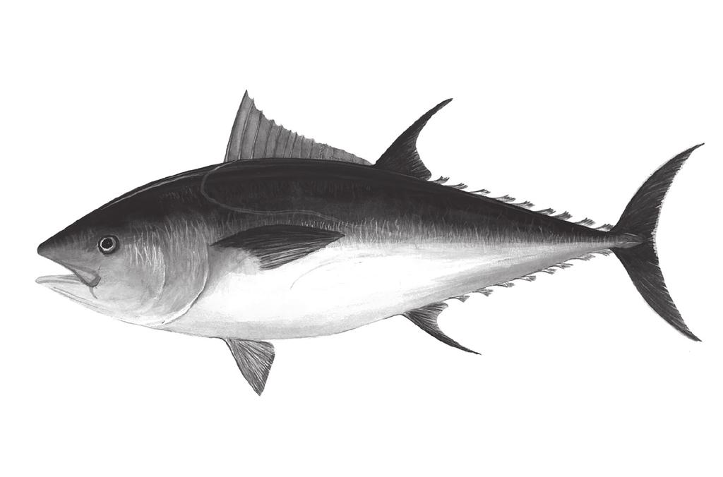 1 Fig. 1.1 shows the external features of an Atlantic bluefin tuna, Thunnus thynnus. 2 D A C B Fig. 1.1 (a) Name the phylum and genus to which this species of tuna belongs. phylum... genus... [2] (b) Name the fins labelled A, B, C and D.