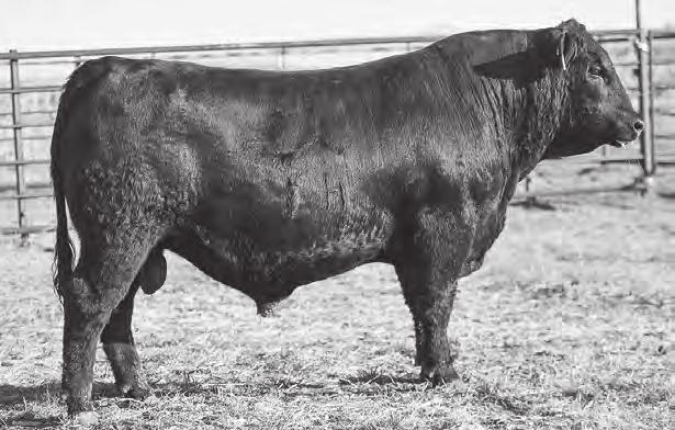 19 Wide Open was our pick of the 2015 Hilltop Angus sale. We were fortunate to partner with JRJ Elite to make him the $70,000 top selling bull.