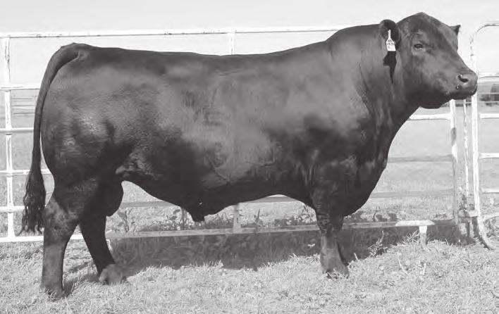 Wide Open is everything we hoped he would be, a big stout bull that ranks in the top 1% for YW and $F.