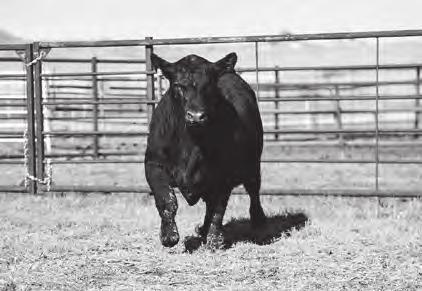 He has a line bred predictable pedigree for high performance and maternal genetics. Wide Open is a true performance bull and his gain ability is off the charts.