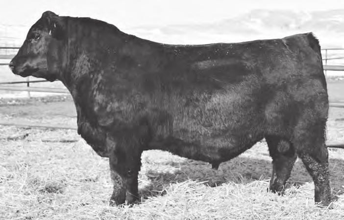 86 417 is a very special herd bull for us. Produced in the Spruce Hill ET program, his dam is one of are very top donors.