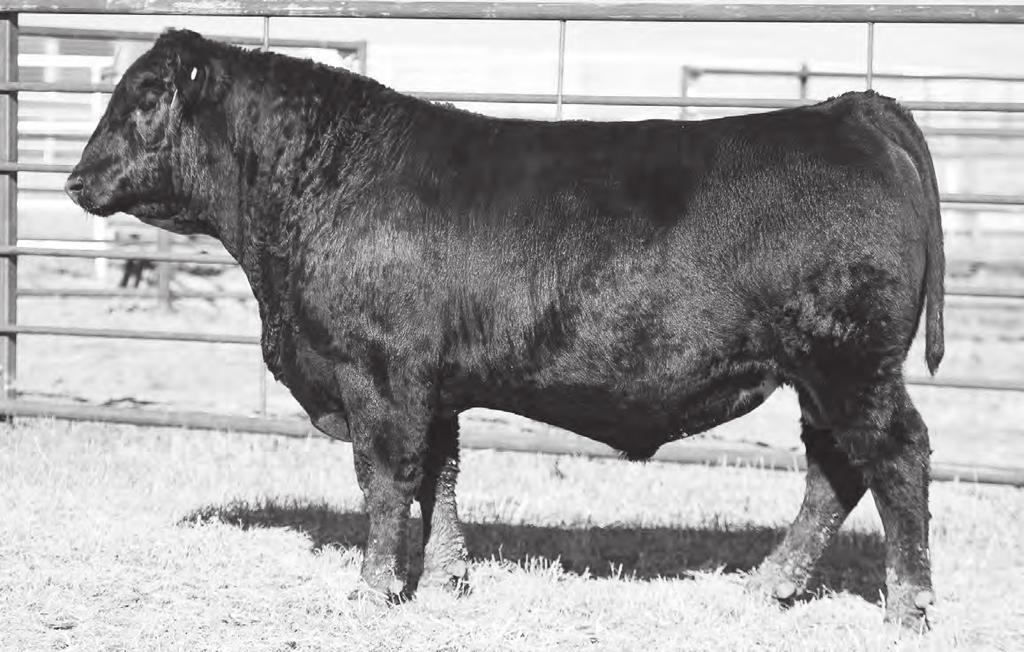 22 Here is another 417 with a tremendous personality. 7313 is Michelle s favorite buddy. This bull is super long spined with that extra muscle from front to back.