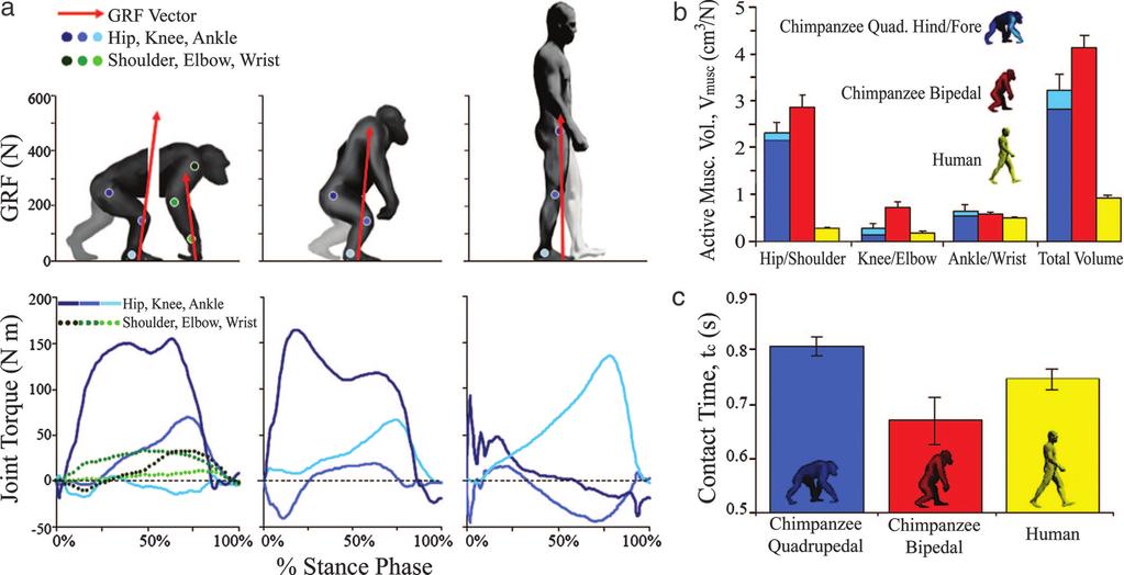 Fig. 2. Comparison of walking mechanics in chimpanzees and humans. (a) GRF vectors and joint torque for humans and chimpanzees.