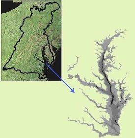 Chesapeake Bay Estuary The Chesapeake Bay is the largest of about 130 estuaries in