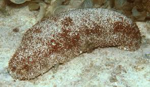 Common Name : Deep water red fish Scientific Name: Actinopyga echinitus Fijian Name: Dritabua Wet Length: