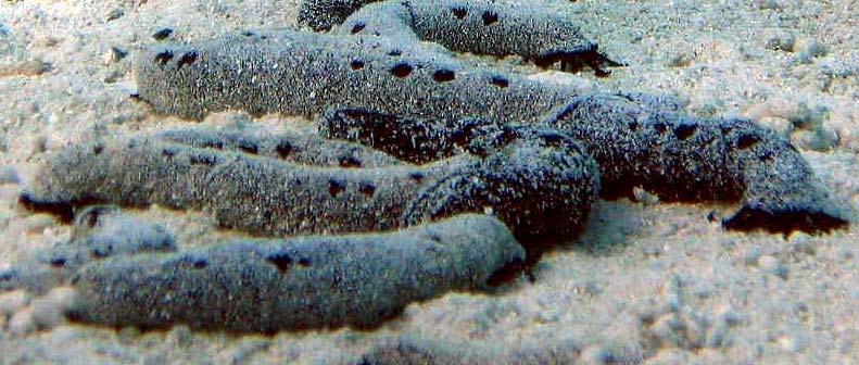 Scientific Name: Holothuria atra Fijian Name: Loliloli Wet Length: 10 50cm