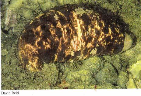 Common Name : Stone fish Scientific Name : Actinopyga lecanora Fijian Name: Dri vatu Wet Length: 40cm Value: Low