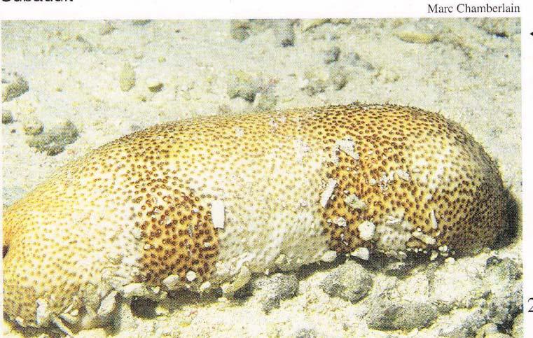 Common Name : Brown sand fish Scientific Name: Bohadschla marmorata Fijian Name: Vula Wet Length: 15 35