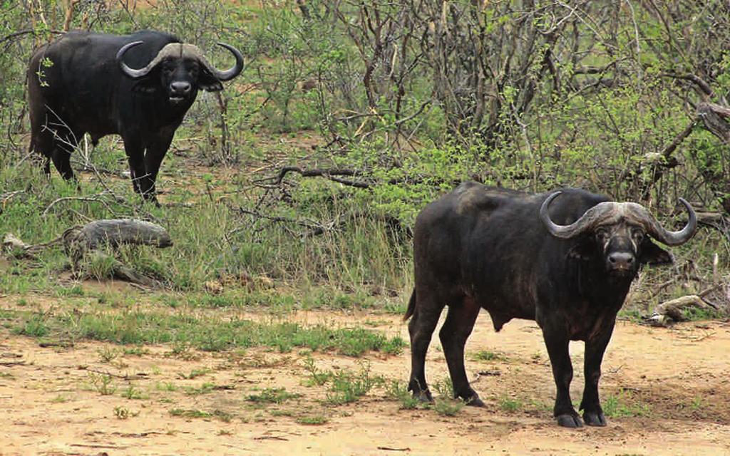 You can expect bulls like these seen while scouting on Hunt SAB.